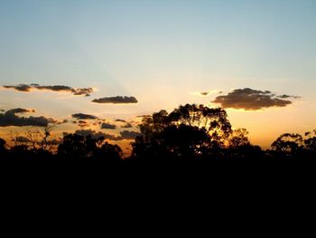 Silhouette of trees at sunset