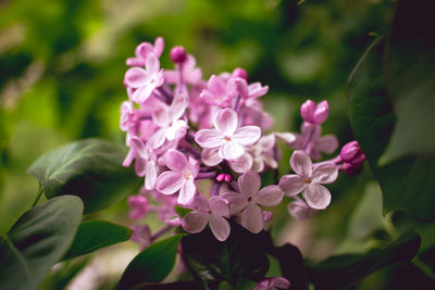 Close-up of pink flowering plant