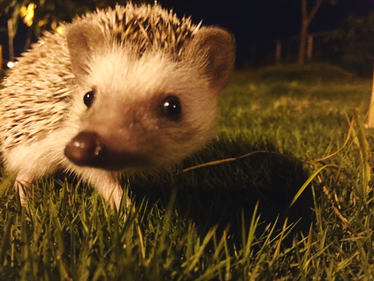 animal themes, domestic animals, mammal, pets, grass, portrait, close-up, field, animal head, focus on foreground, young animal, selective focus, cute, grassy, no people, animal hair, animal body part, nature, alertness, day, whisker, outdoors, animal, animal eye