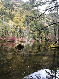 Trees by lake in forest