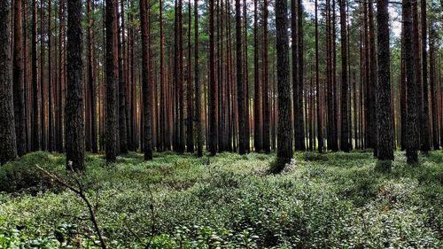 View of bamboo trees in forest