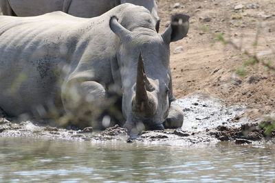 Horse drinking water