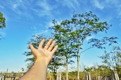 Low angle view of hand against trees against blue sky