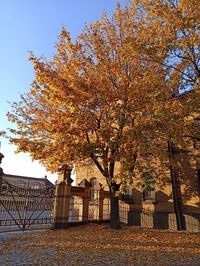 Tree by building against sky during autumn