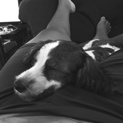 Close-up of dog in car at home