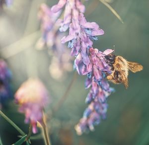 Close-up of bee pollinating on purple flower