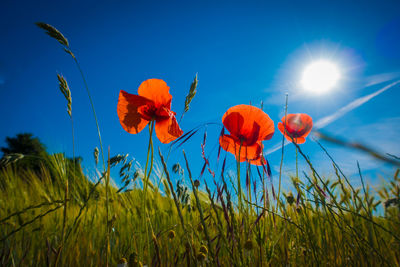 Close-up of poppies on field against blue sky