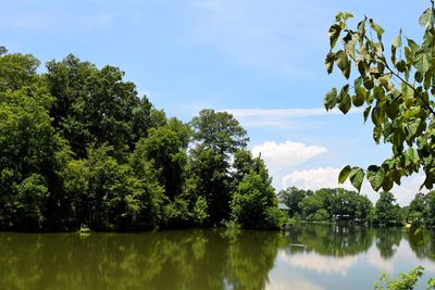 Reflection of trees in lake