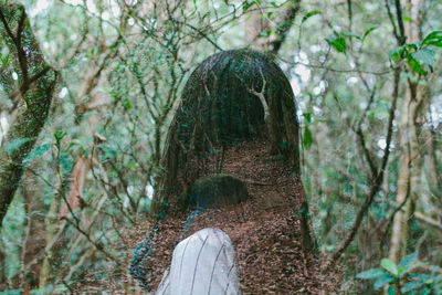 Person standing by tree trunk in forest