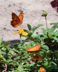 Close-up of butterfly pollinating on flower