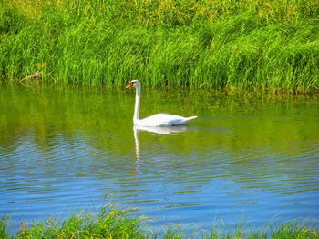 Swan floating on lake