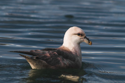 Close-up of seagull swimming in lake