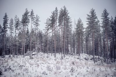 Trees in forest during winter