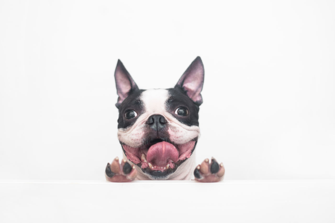 animal themes, animal, pet, mammal, one animal, domestic animals, dog, canine, bulldog, french bulldog, lap dog, portrait, studio shot, white background, sticking out tongue, looking at camera, facial expression, animal body part, no people, indoors, young animal, cute, purebred dog, copy space, puppy