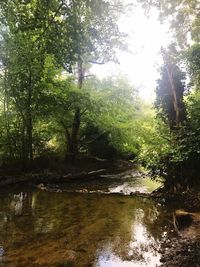 Scenic view of river amidst trees in forest