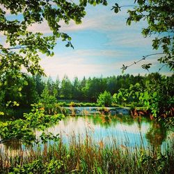 Reflection of trees in lake