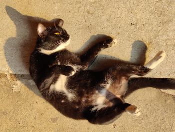 High angle view of cats on street