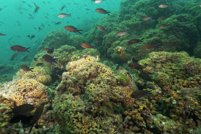 Cushion coral reef on mljet island, croatia