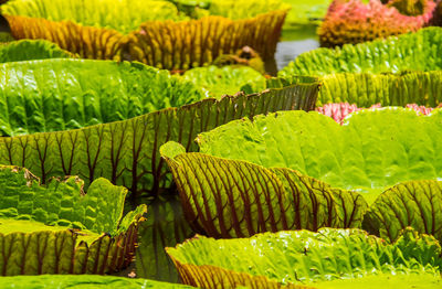 Close-up of succulent plant in field