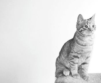 Portrait of cat