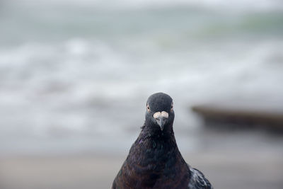 Close-up of bird perching on rock