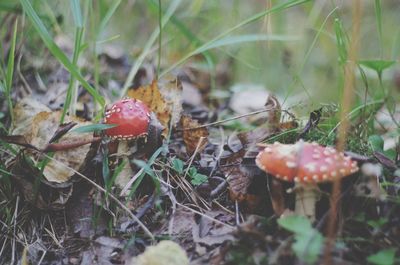 Close-up of fly agaric mushroom