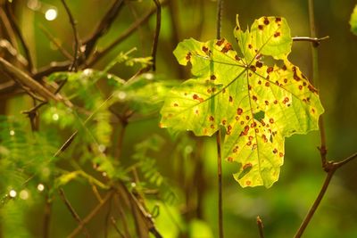 Close-up of green leaves on plant