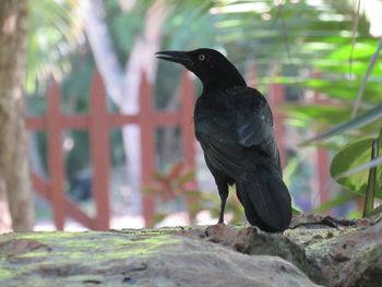 Black bird perching on a tree