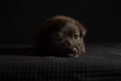Sleeping puppy - black background 
