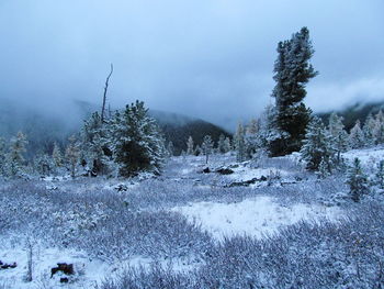 Trees on snow covered field against sky