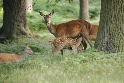 A red deer hind feeding its calf