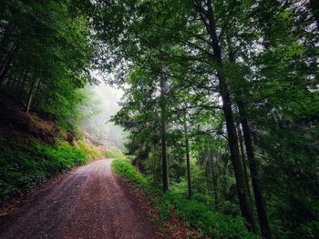 Road amidst trees in forest