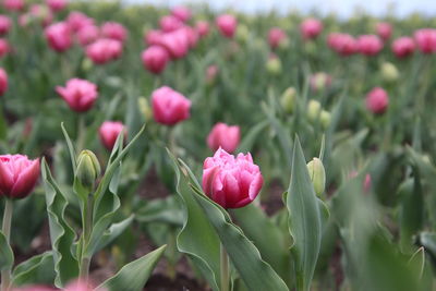 Close-up of pink tulips in bloom