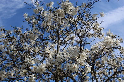 Low angle view of cherry blossom tree