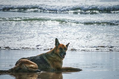 Dog looking at sea