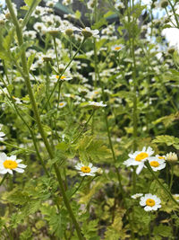 Close-up of white flowering plants