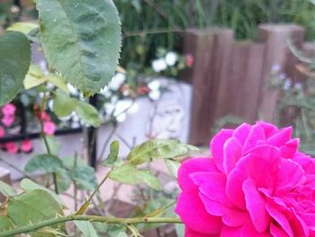 Close-up of pink flower blooming outdoors