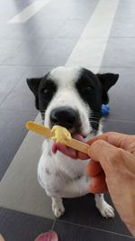 Close-up portrait of dog