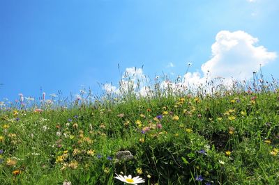 Plants growing on field against sky