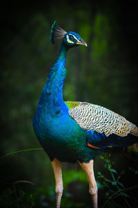 Close-up of a peacock