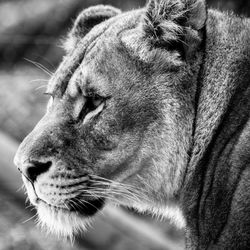 Close-up of lion on field