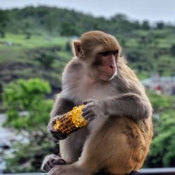 Monkey sitting on looking away