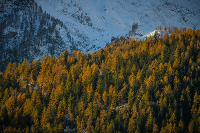 High angle view of yellow autumn trees