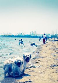 Two dogs on beach