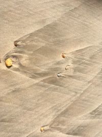 Bird flying on sand