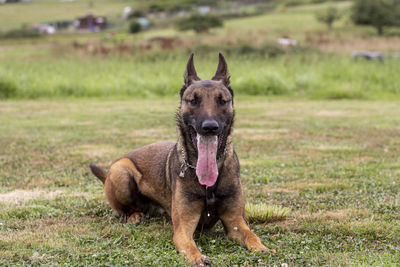 Malinois dog with tongue out