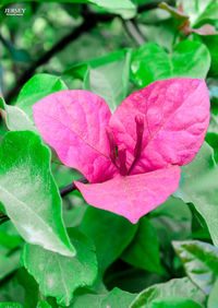 Close-up of pink flower blooming outdoors