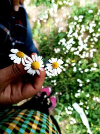 Close-up of cropped hand holding daisy