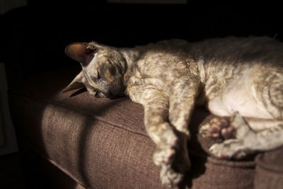 High angle view of cornish rex relaxing on bed