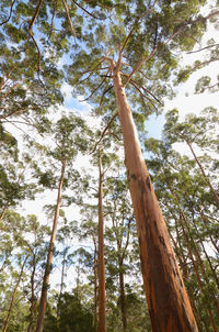 Low angle view of trees against sky